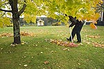 abonnera på bilder med ett höstligt tema räfsar bort löven från gräsmattan